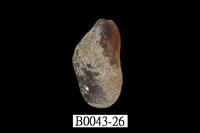 藏品(雲雀殼菜蛤)的圖片